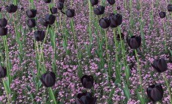 Черные цветы в саду