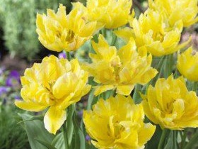 Чем примечательны махровые поздние тюльпаны?