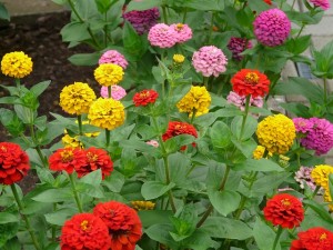 zinnia-59911_640